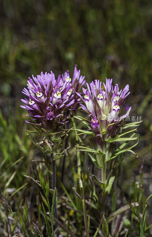 猫头鹰苜蓿，卡斯蒂列亚densiflora，托莱湖地区公园，索诺玛县，加州。Castilleja densiflora是一种印度画笔，俗称密花印度画笔。